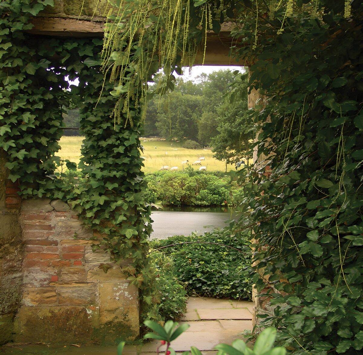 Ivy-framed wall with a meadow view