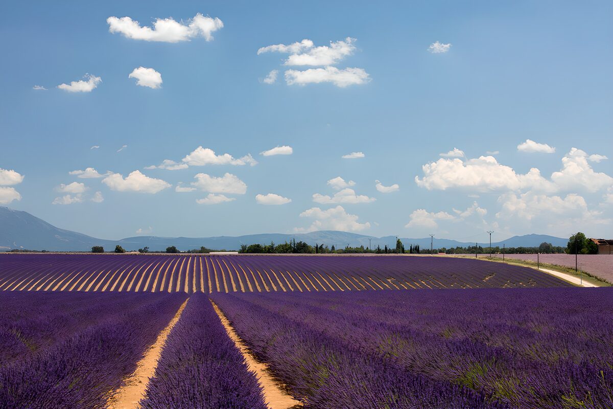 Where lavender meets the summer sky