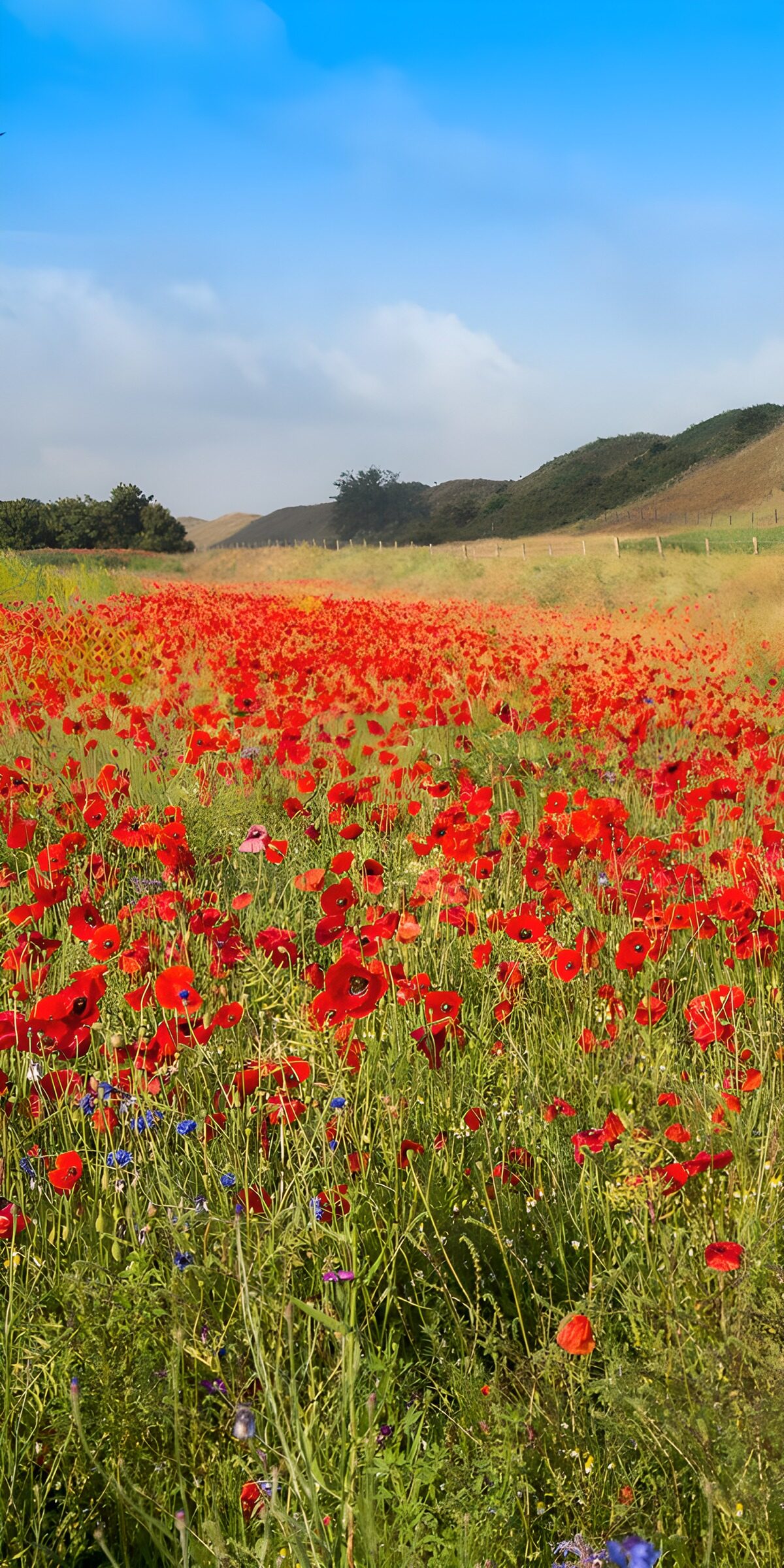 A ribbon of red across the meadow