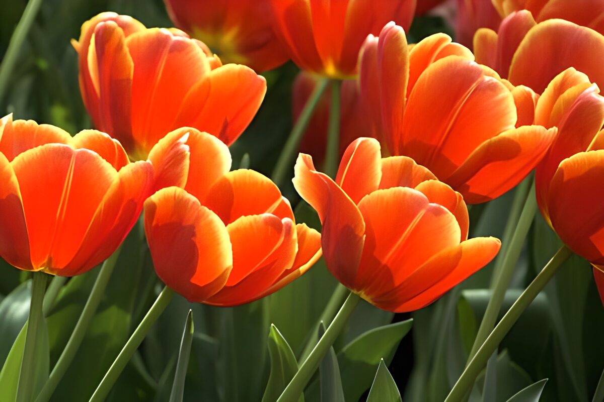 Orange tulips basking in sunlight