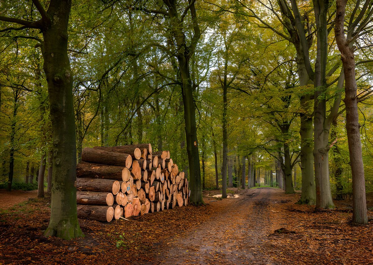 Stacked logs by a quiet woodland track