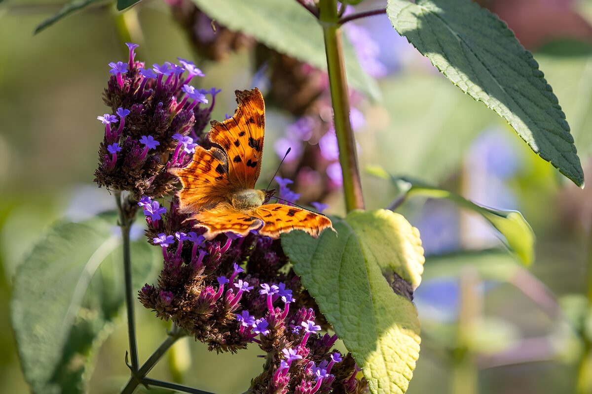 Orange butterfly on sunlit purple flowers