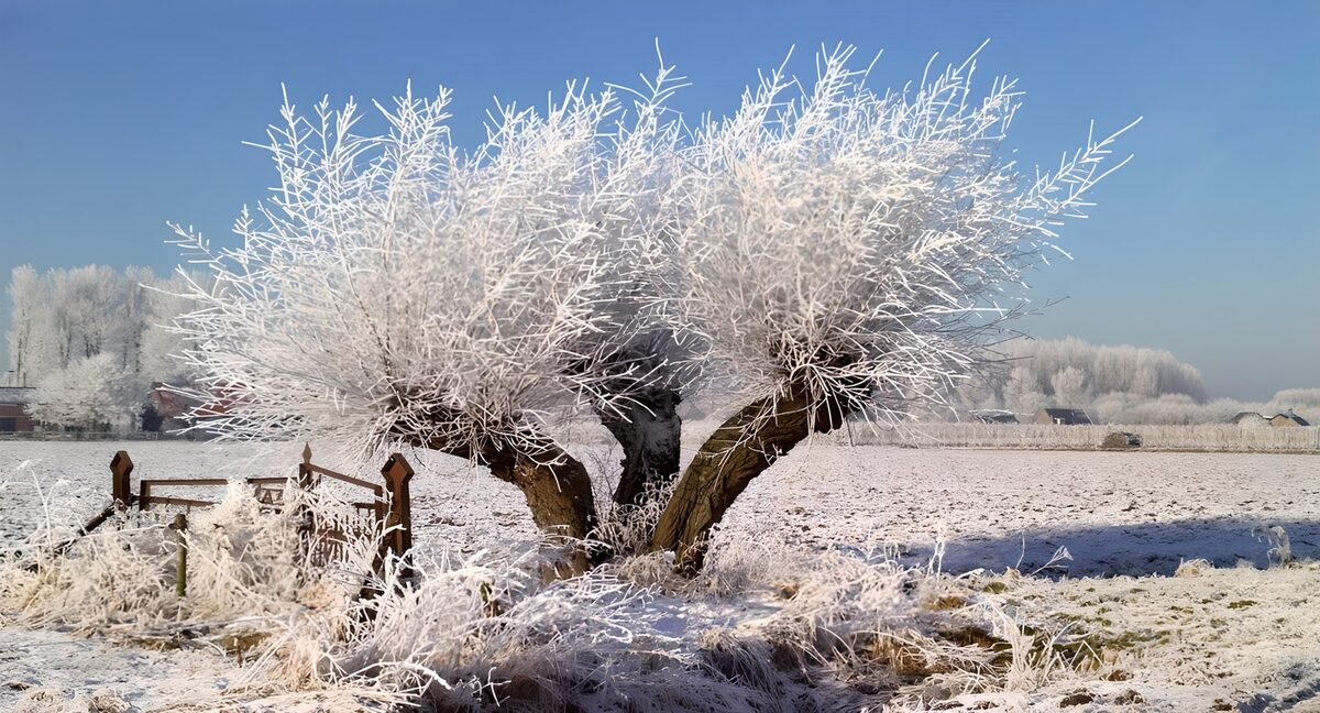 Hoarfrost on a pollarded tree