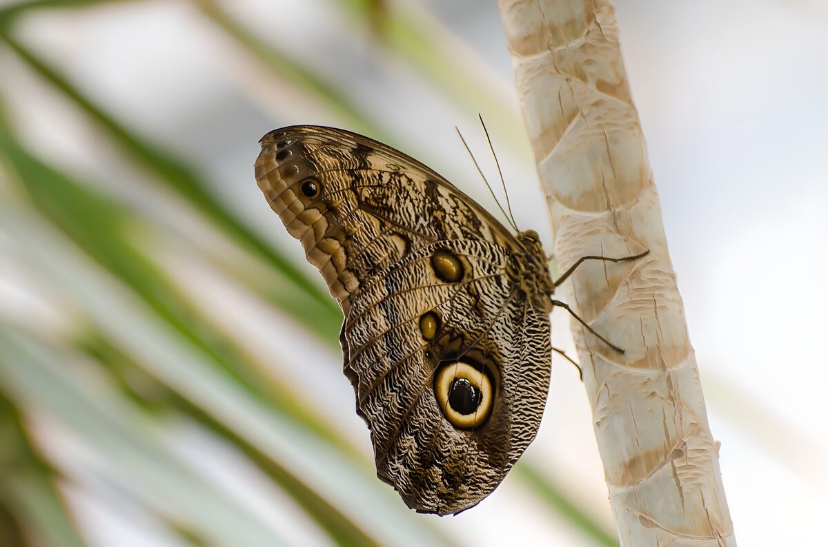 Brown butterfly at rest on a pale stem