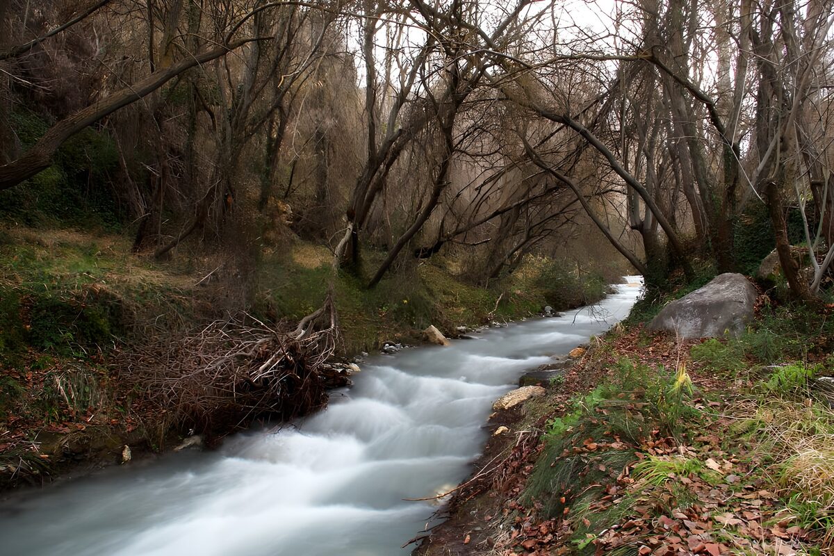 Winding stream beneath bare branches