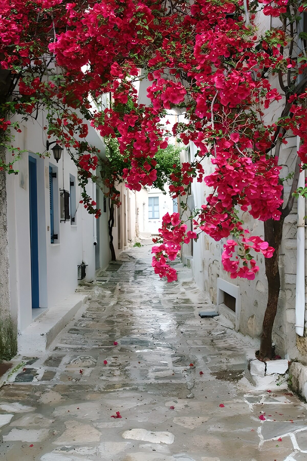 Pink bougainvillea over a whitewashed alley