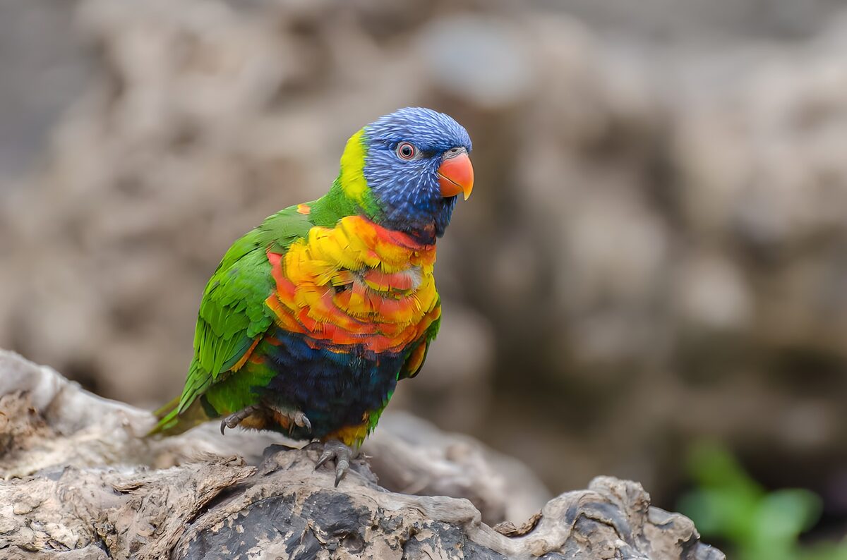 Colourful lorikeet on weathered wood