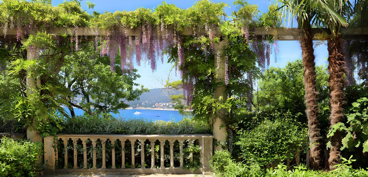 Wisteria pergola above the bay