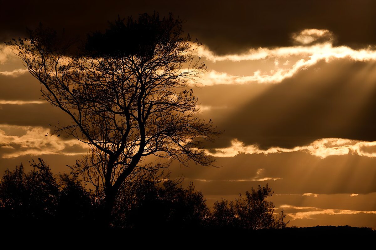 Tree silhouette under a golden evening sky