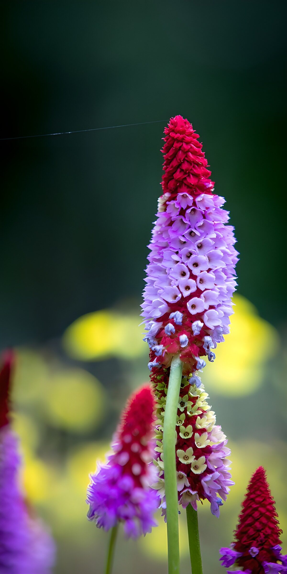 Crimson and lilac primrose in soft light