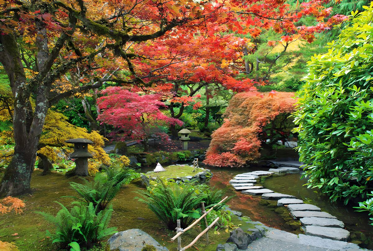 Autumn maples over a quiet garden pond