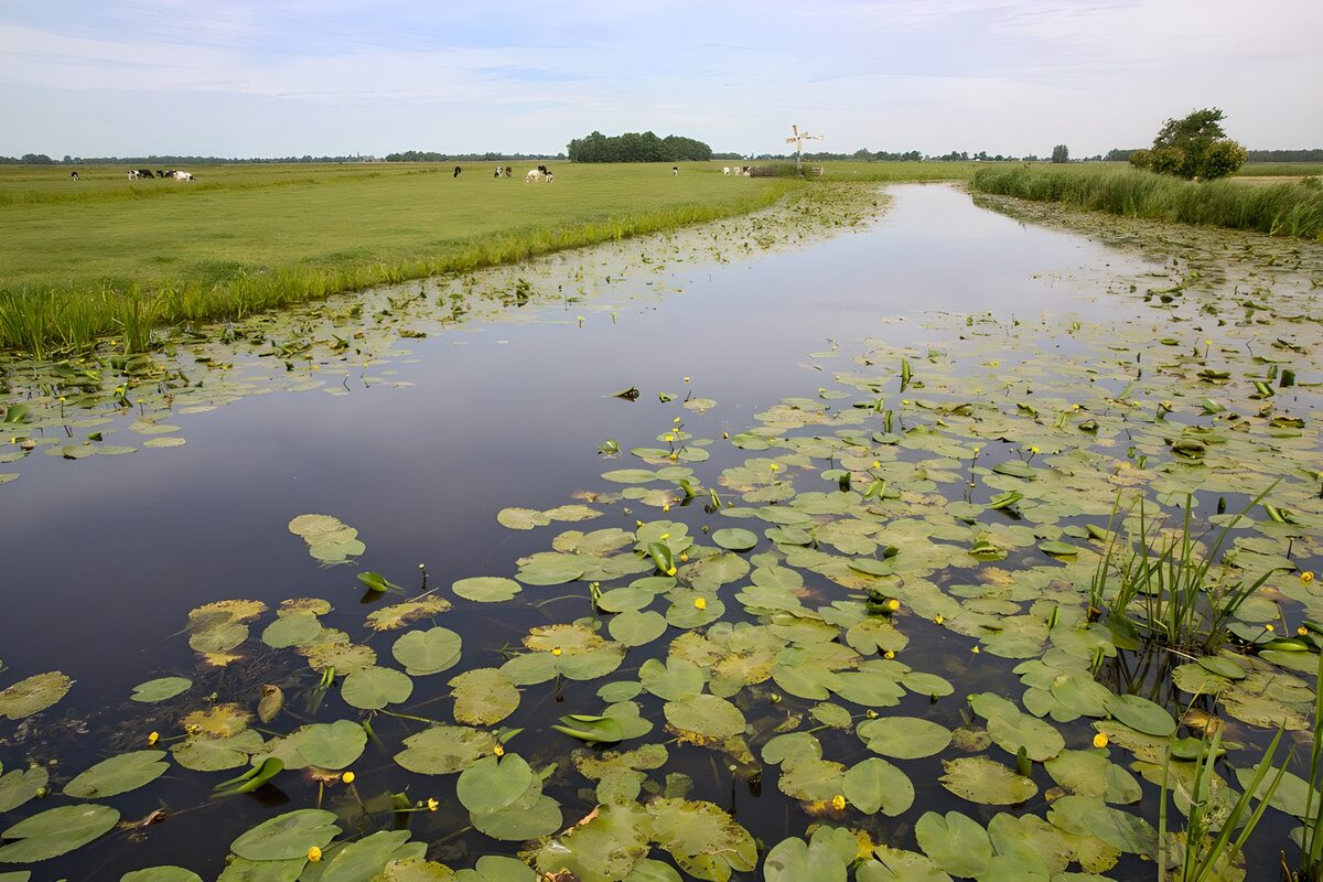 A quiet waterway with grazing cows