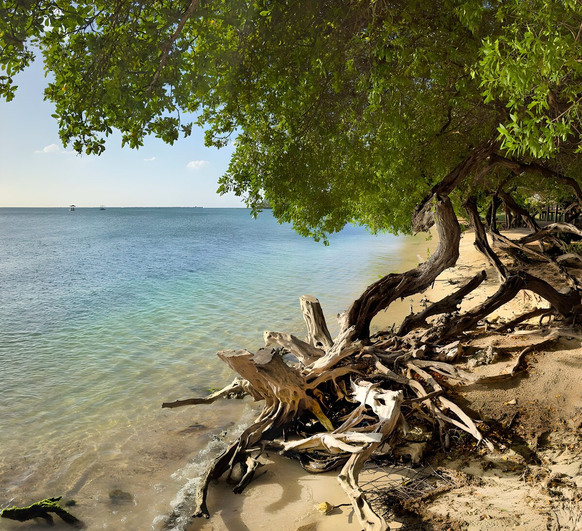 Tree-shaded beach beside calm blue water