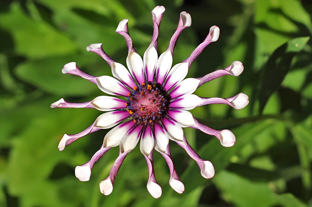 Sunlit African daisy in purple and white