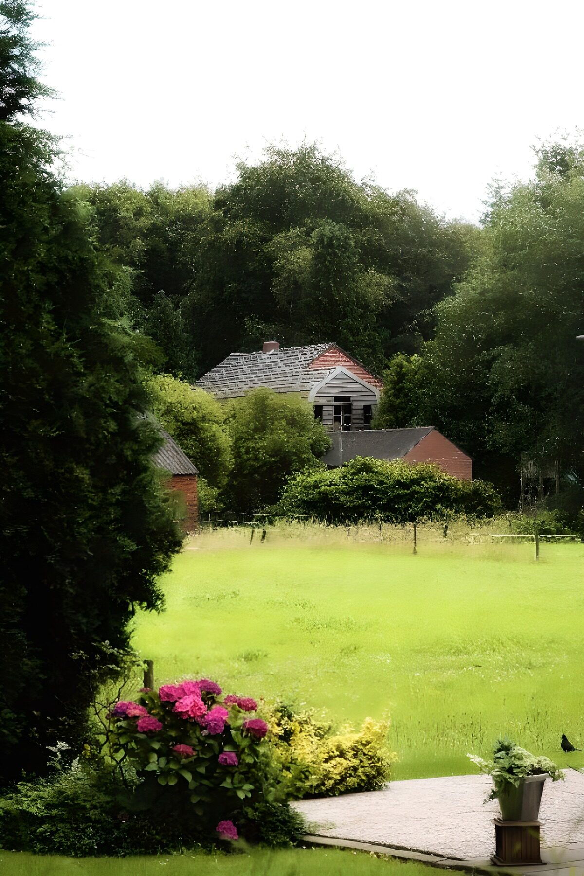 Pink hydrangeas and a sunlit lawn