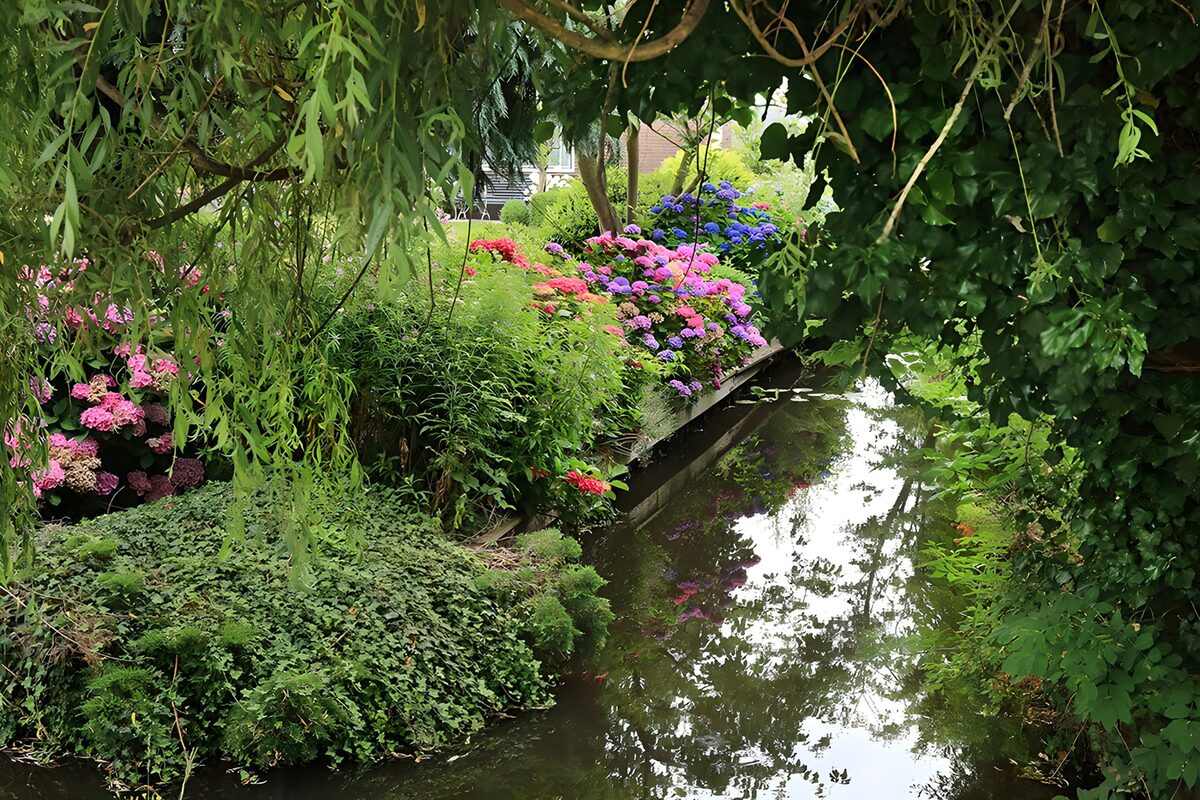 Hydrangeas beside a quiet garden stream