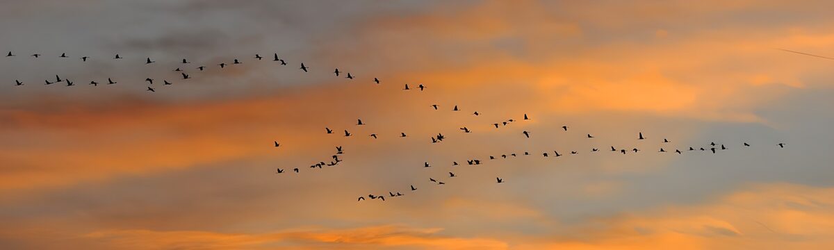 Birds in flight across a glowing sunset