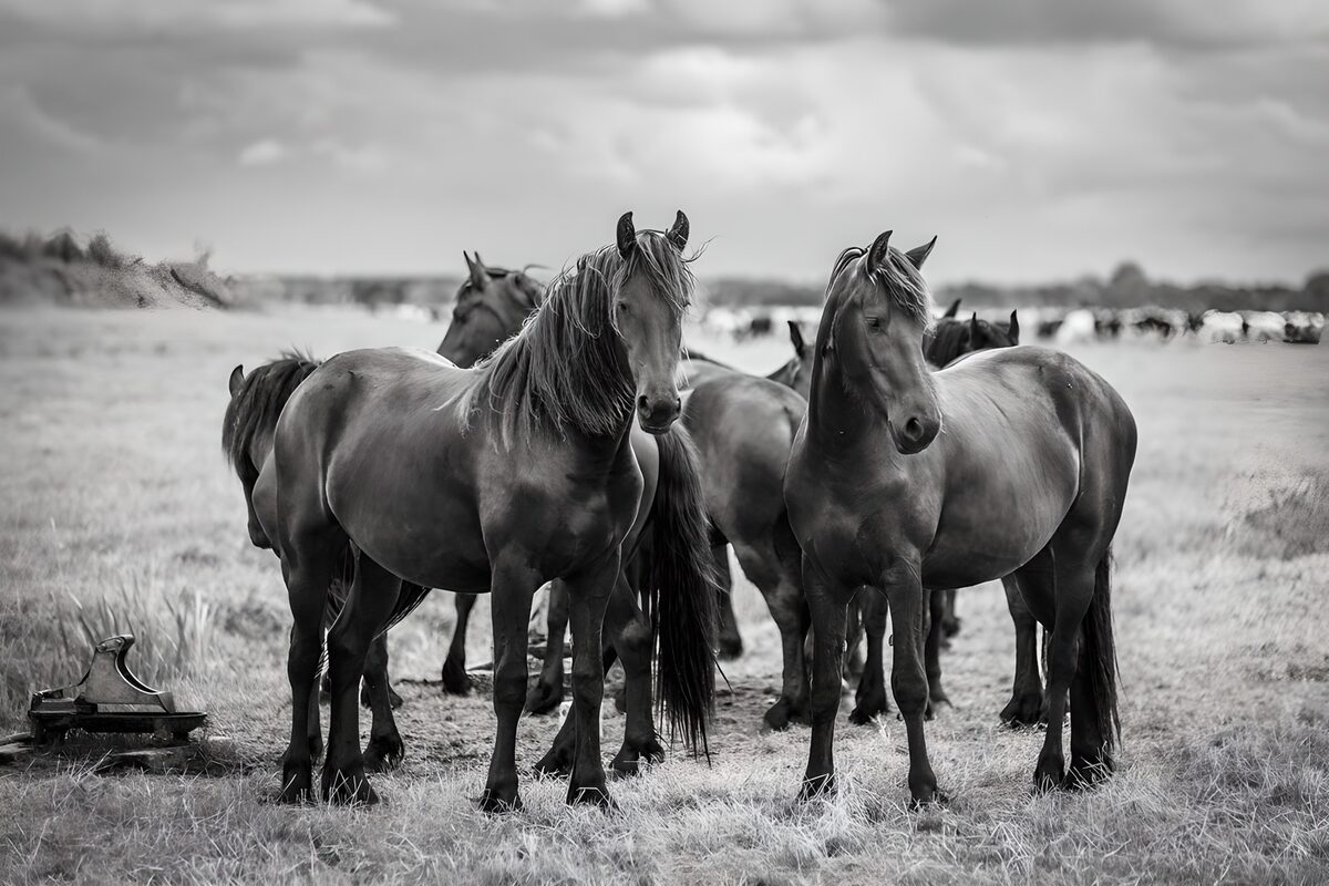 Horses gathered in black and white
