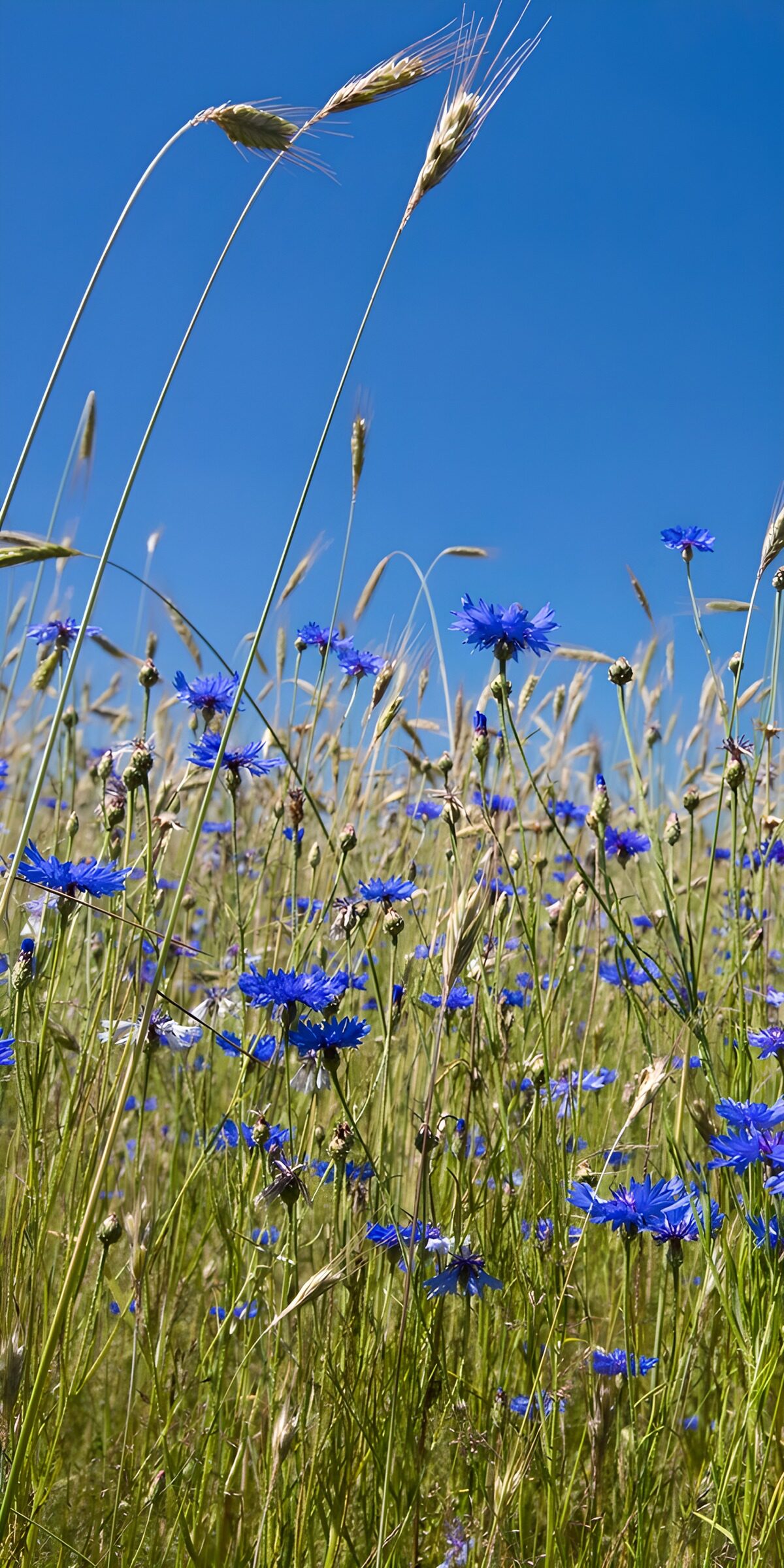 Blue cornflowers in summer grasses