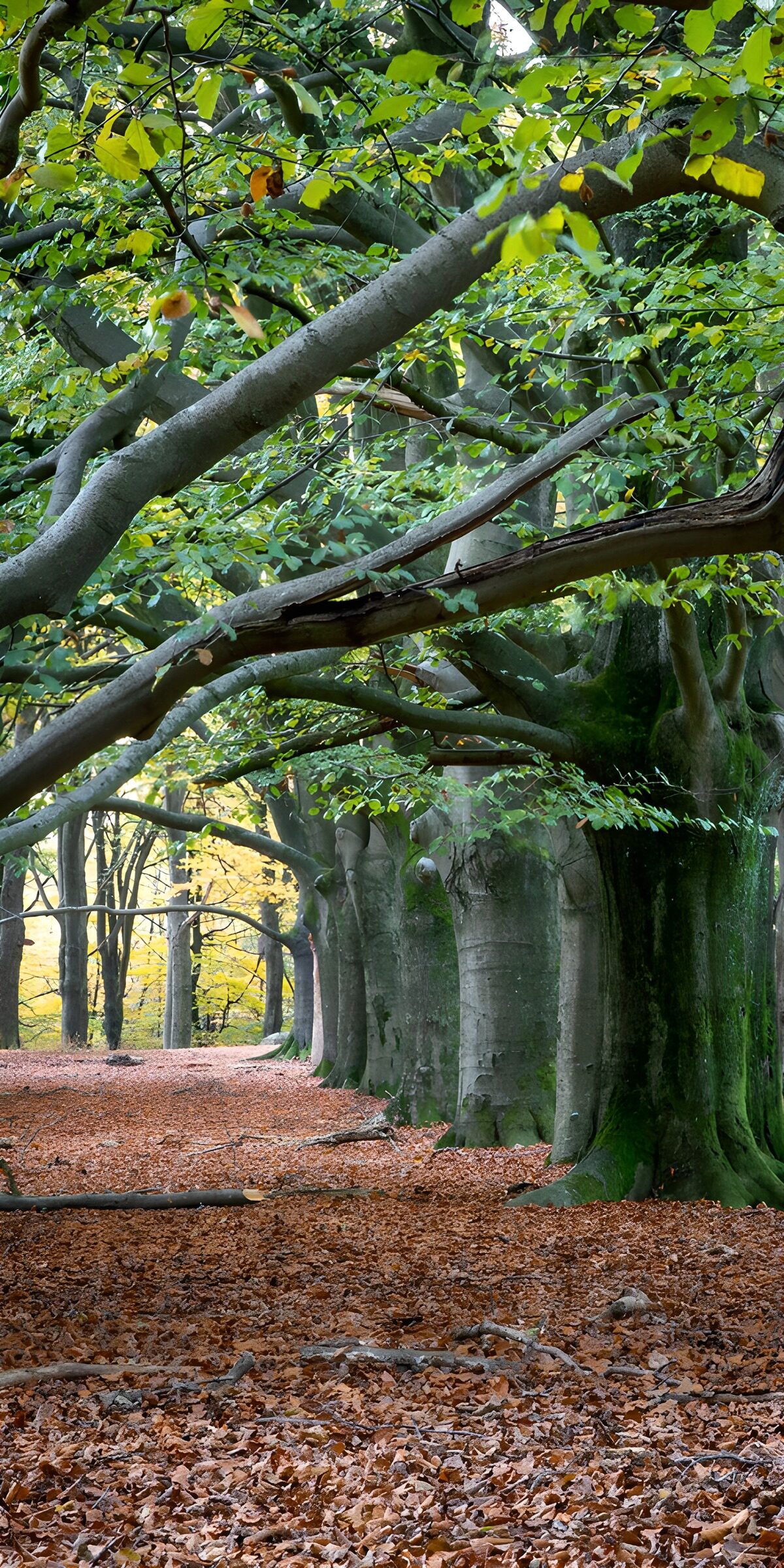 Autumn beeches in soft woodland light