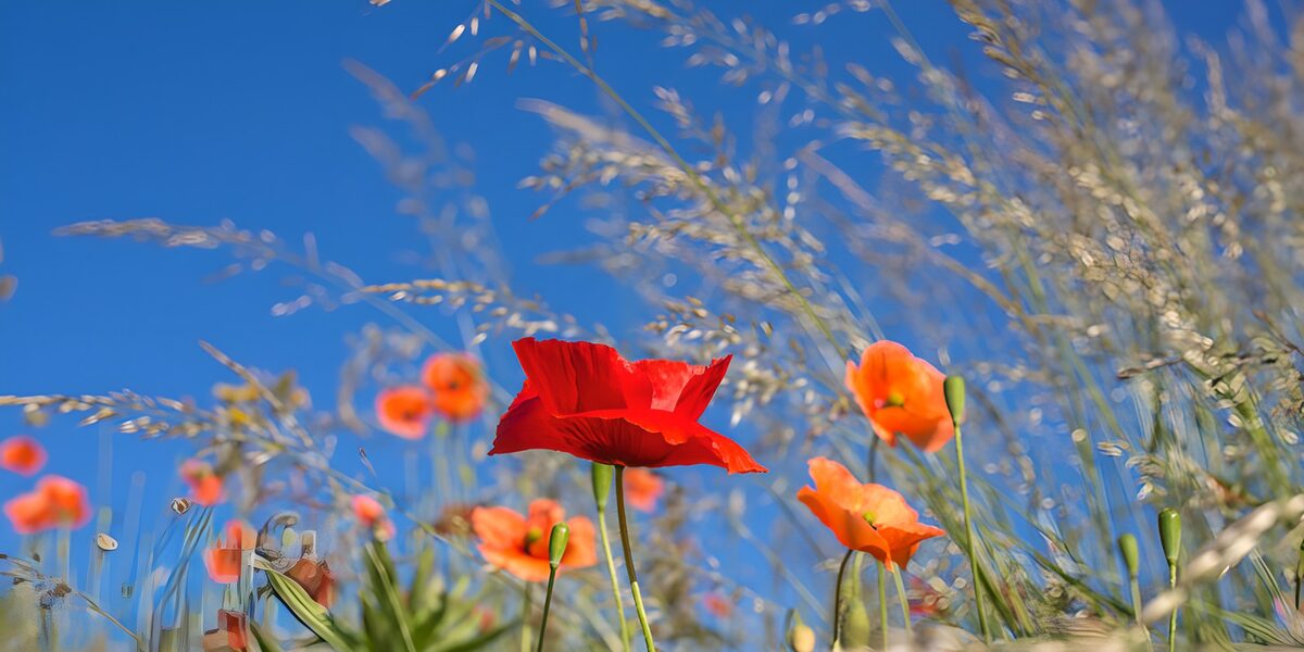 Red poppies against a summer sky