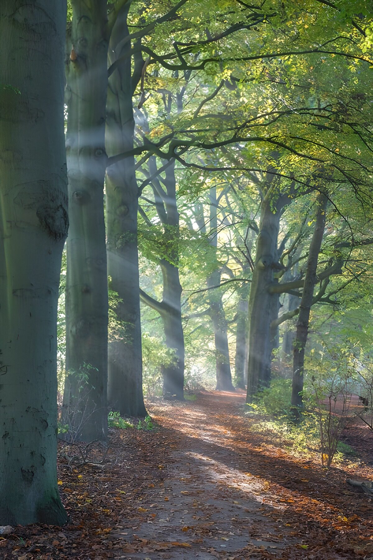 A woodland path woven with light