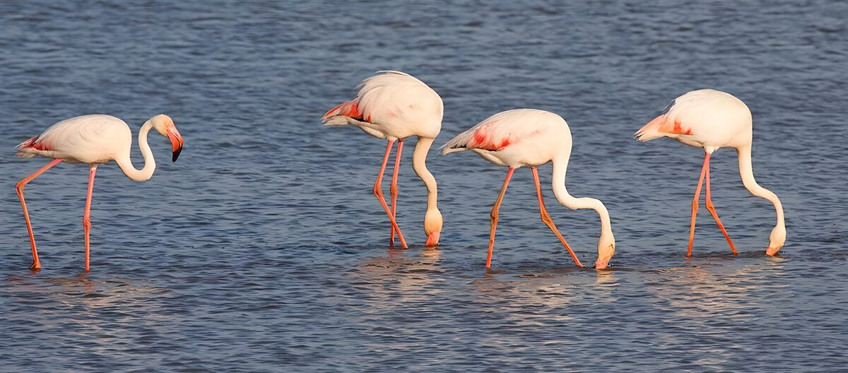 Four flamingos wading in warm light