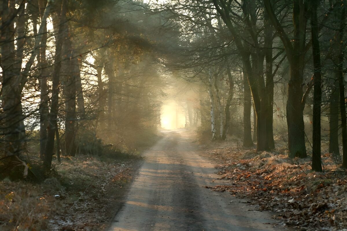 Sunlight on a hazy woodland path
