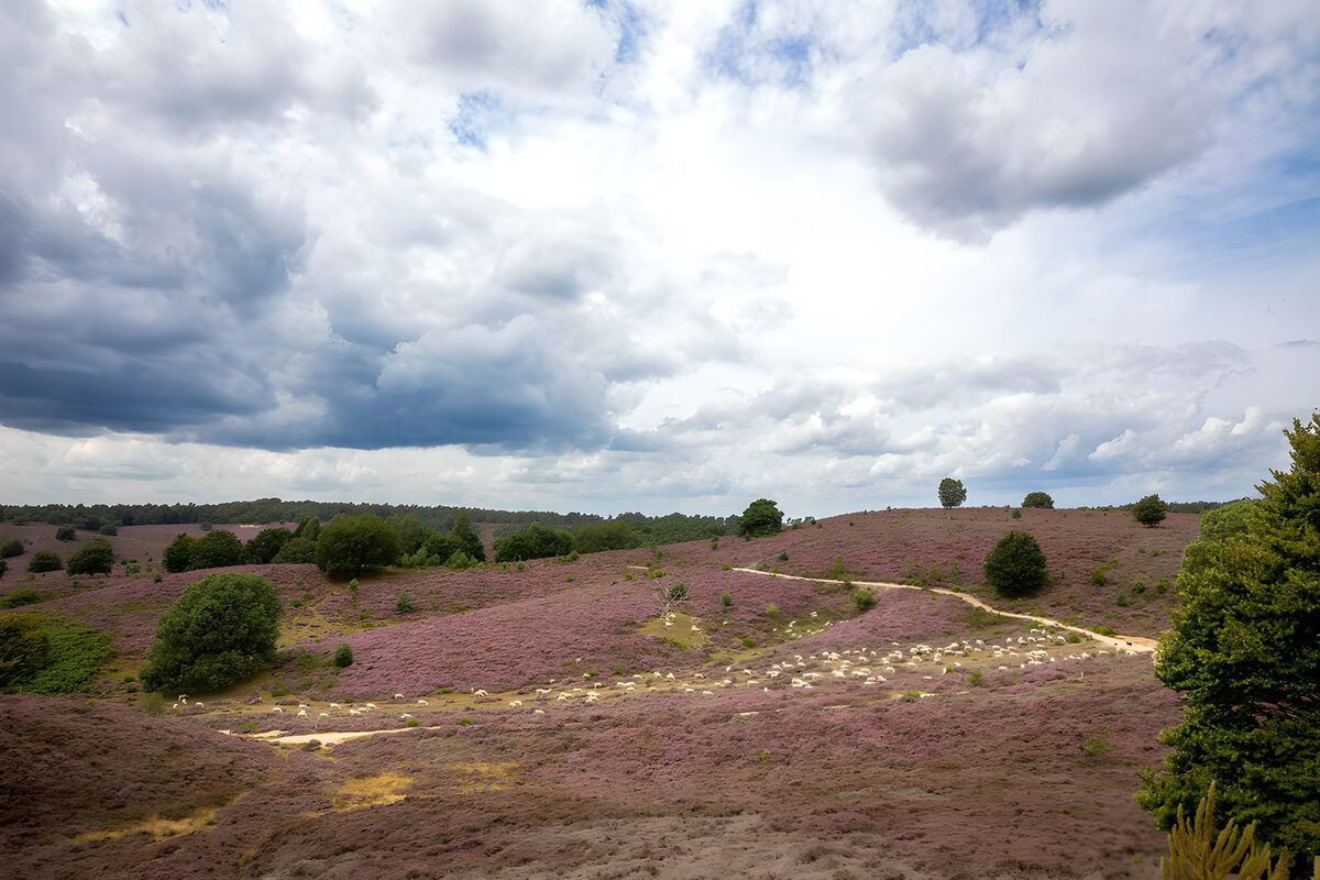 Sheep grazing on rolling purple heath