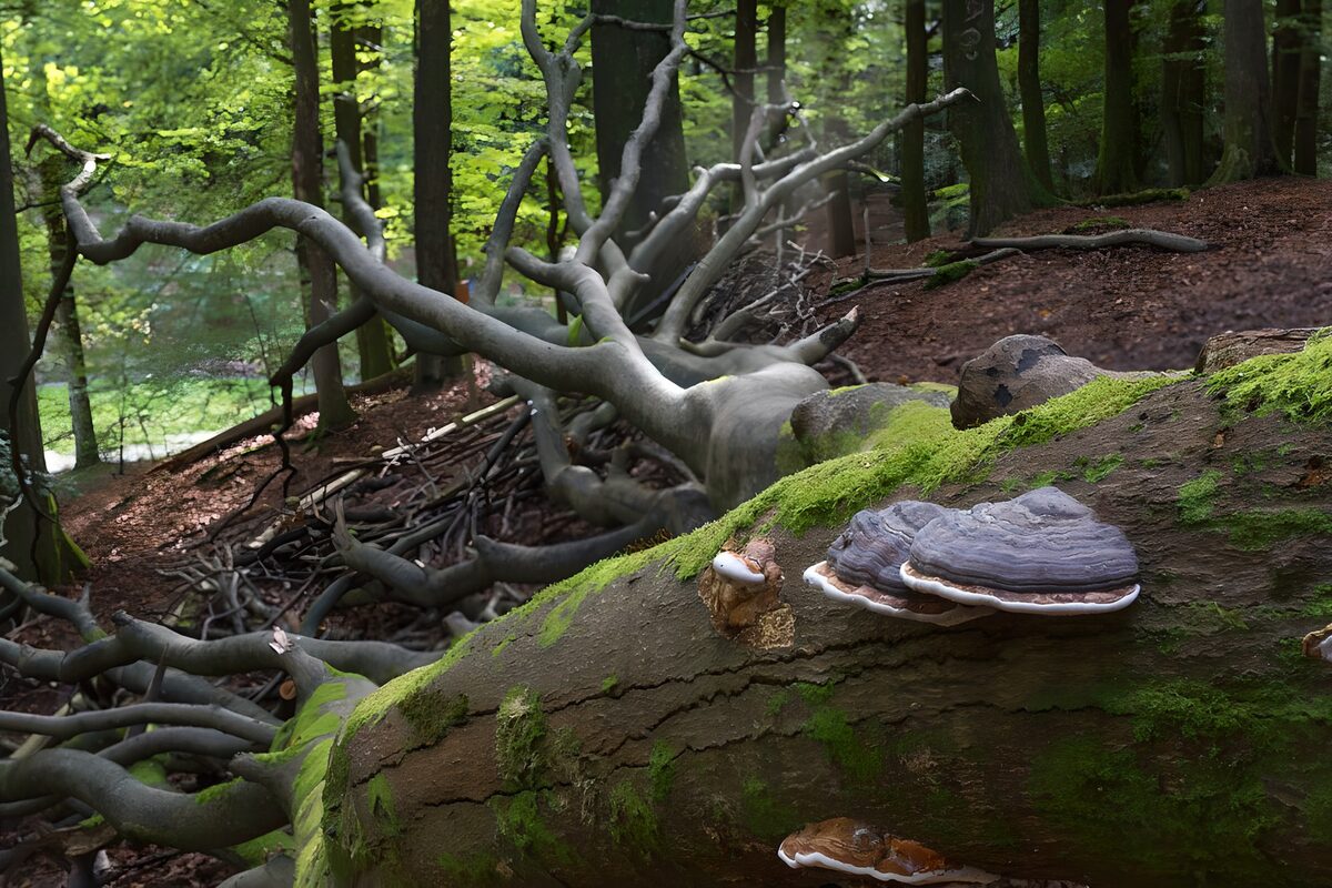 Bracket fungi on a mossy fallen tree