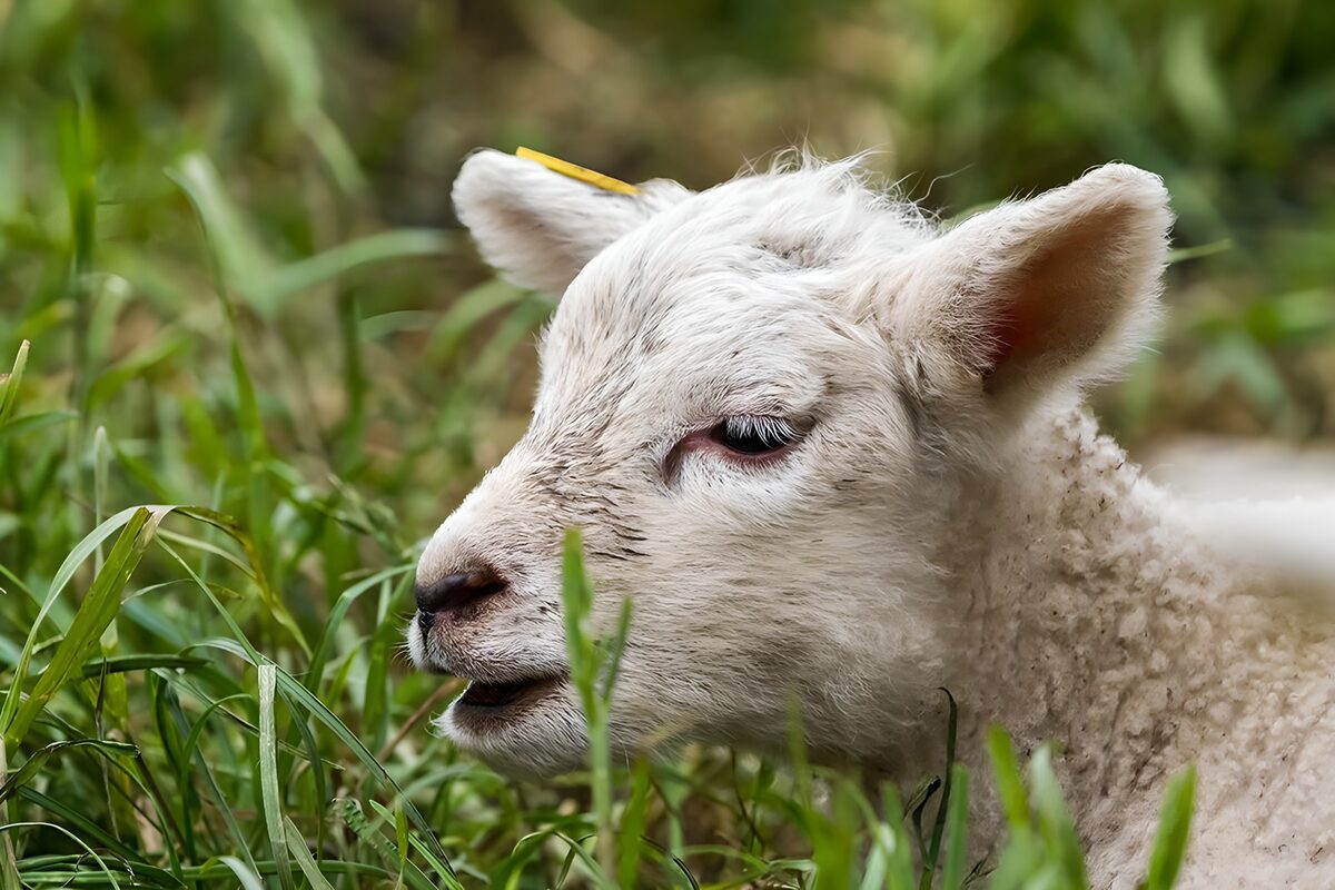 White lamb close-up in tall grass
