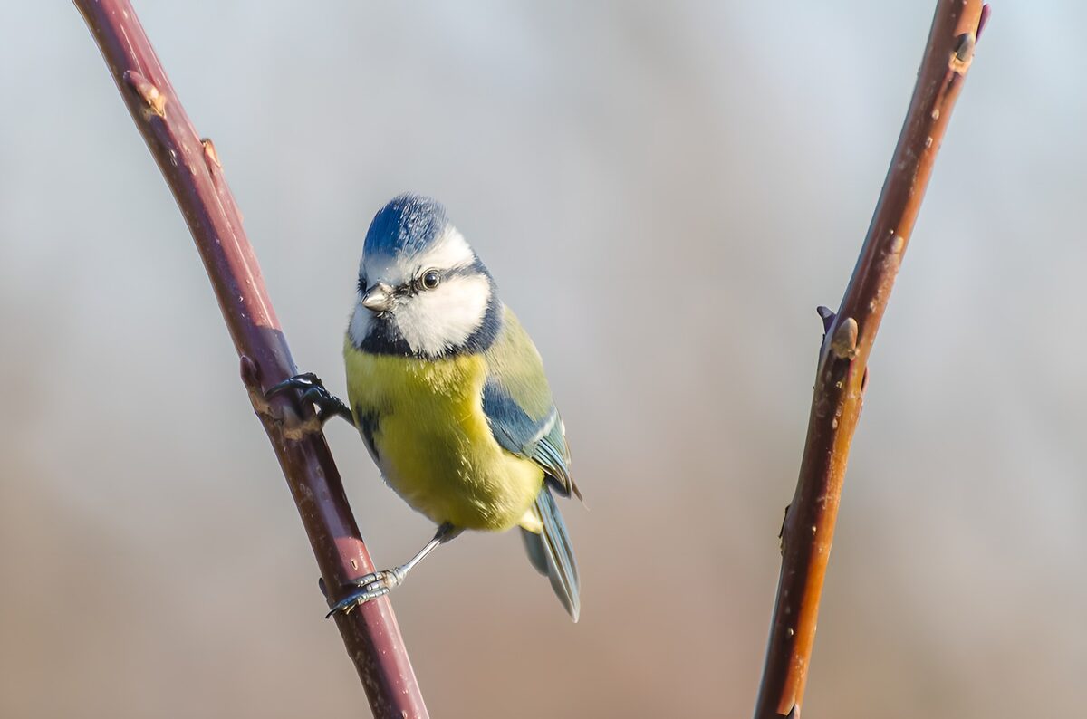 Blue tit on a sunlit branch