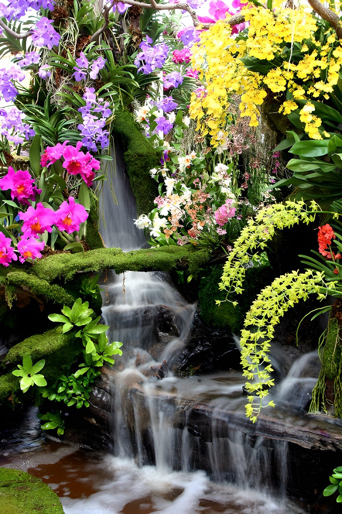 Colourful orchids beside a gentle waterfall
