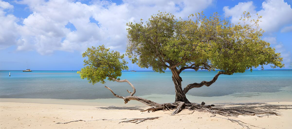 Beach tree beside calm turquoise water