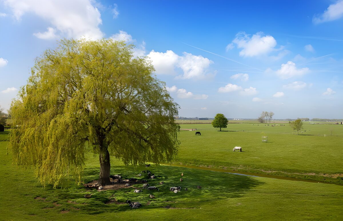 Weeping willow in a sunlit pasture
