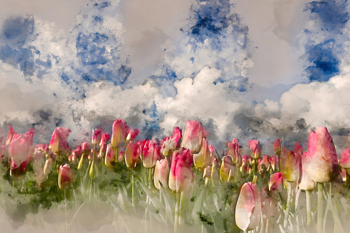 Pink tulips beneath a cloudy sky
