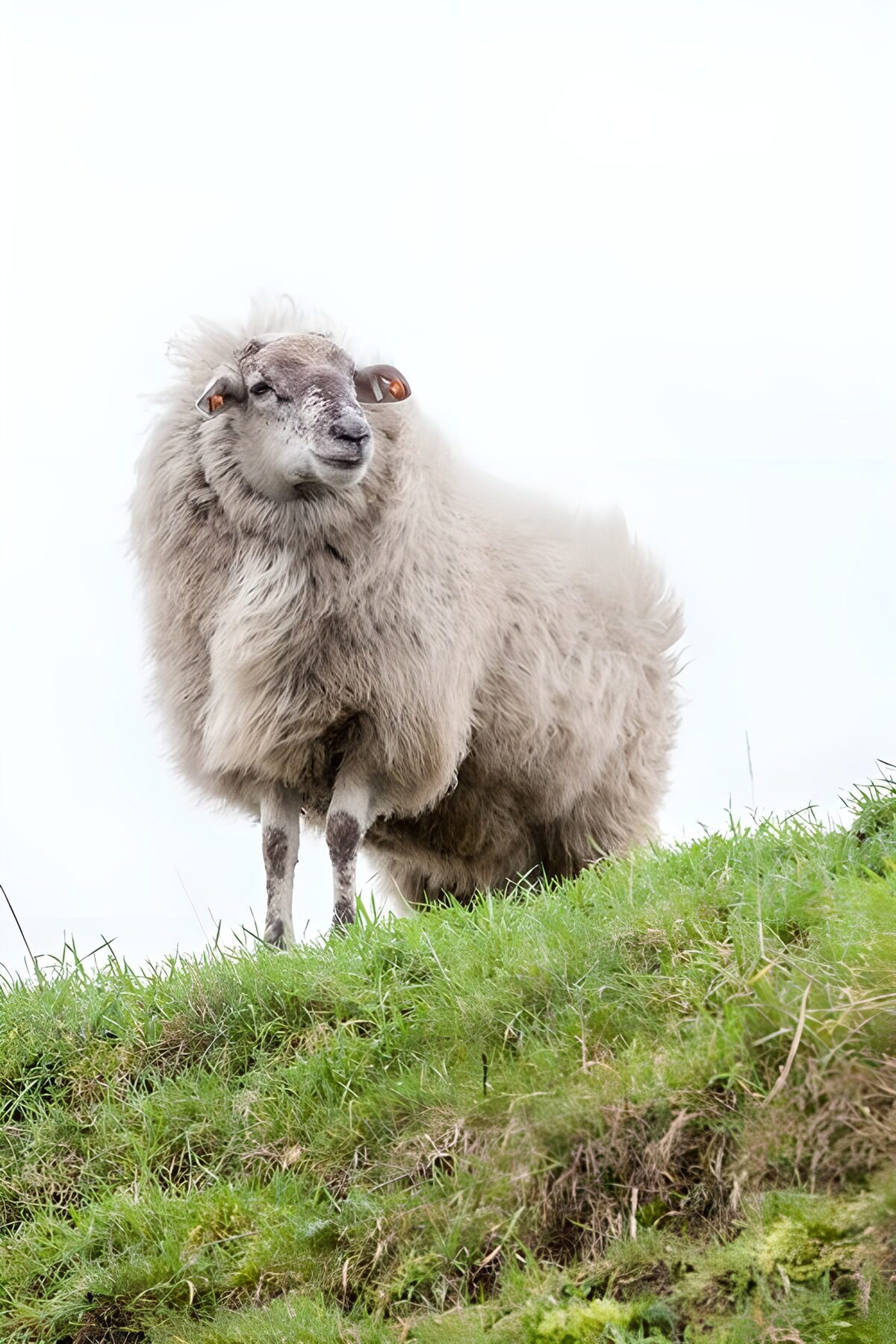 Shaggy sheep on a grassy slope