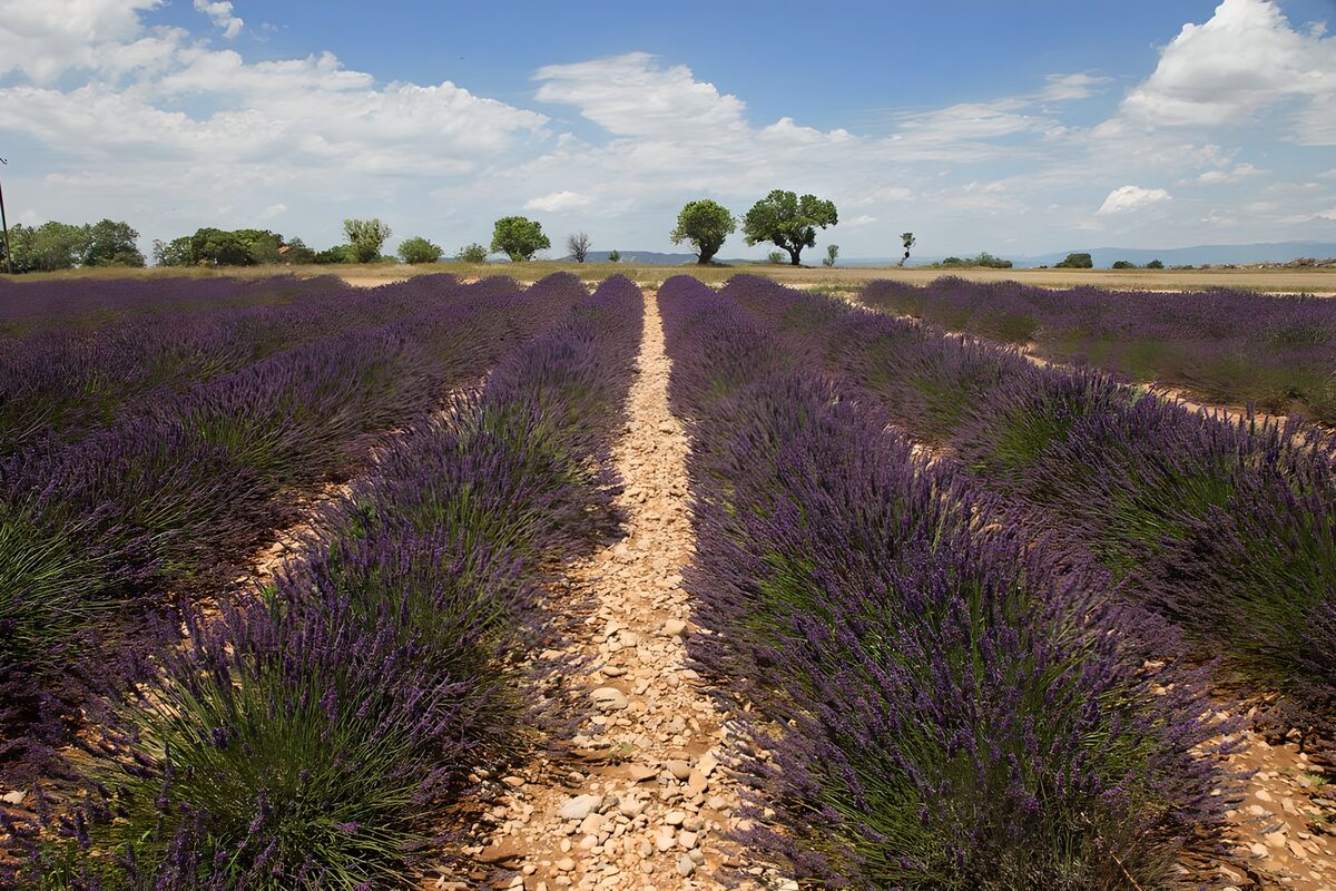 Lavender rows melting into the blue