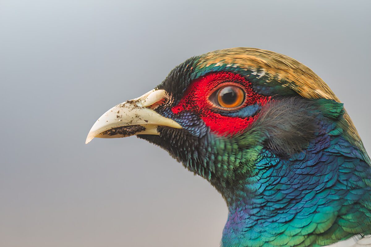 Pheasant profile in jewel colours