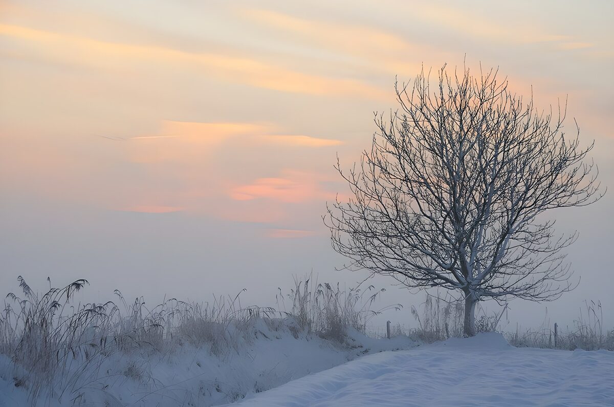 Leafless tree in snow and soft winter mist
