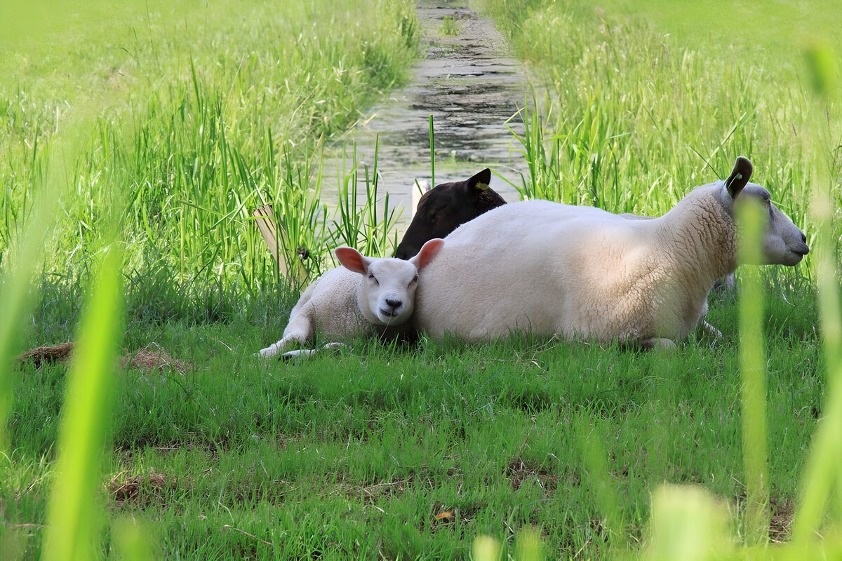 Ewe and lamb resting in lush grass
