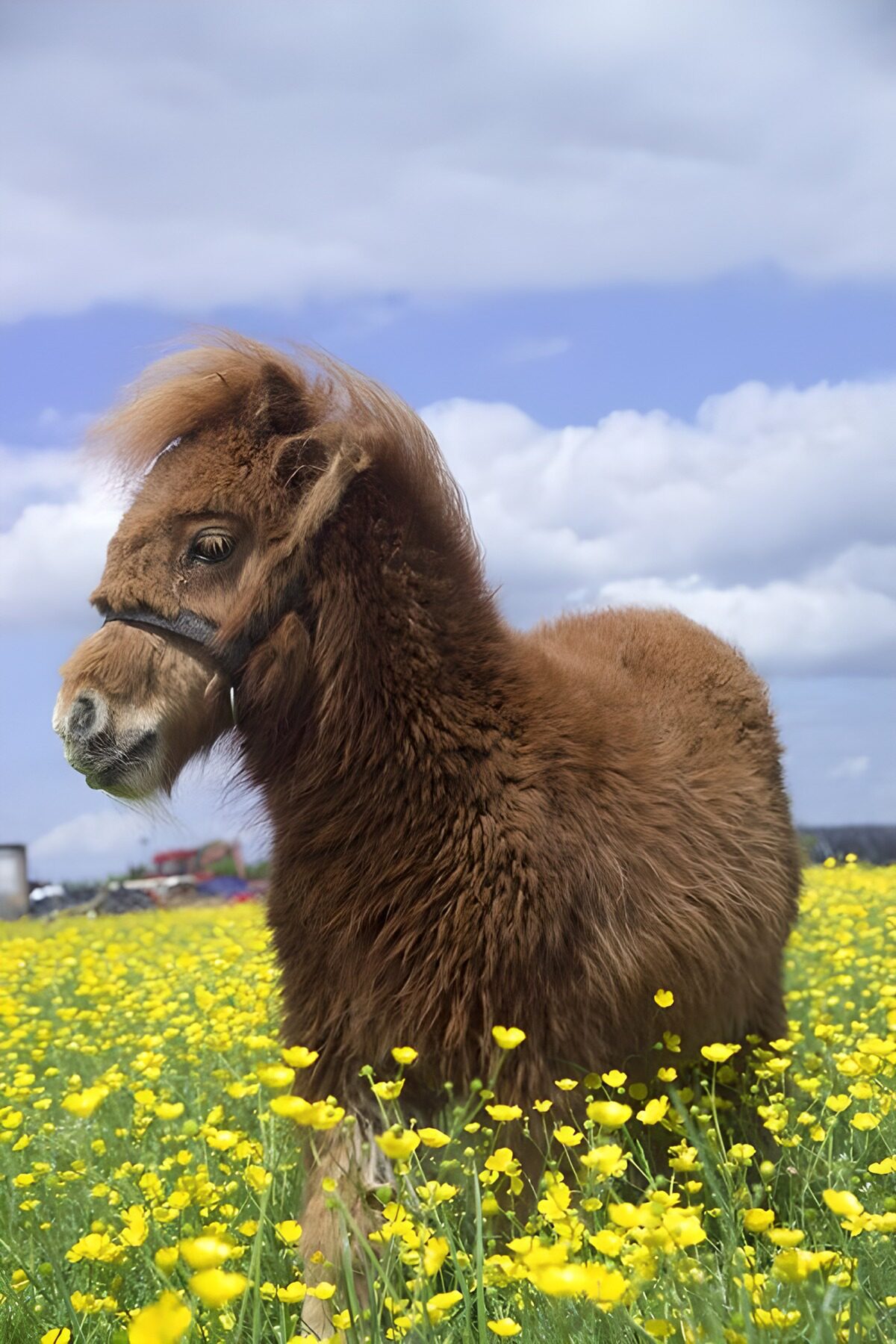 Brown pony in a bright yellow meadow