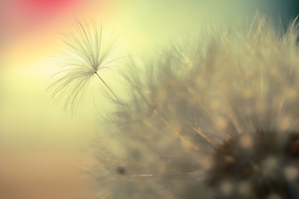 Seed head in soft pastel light