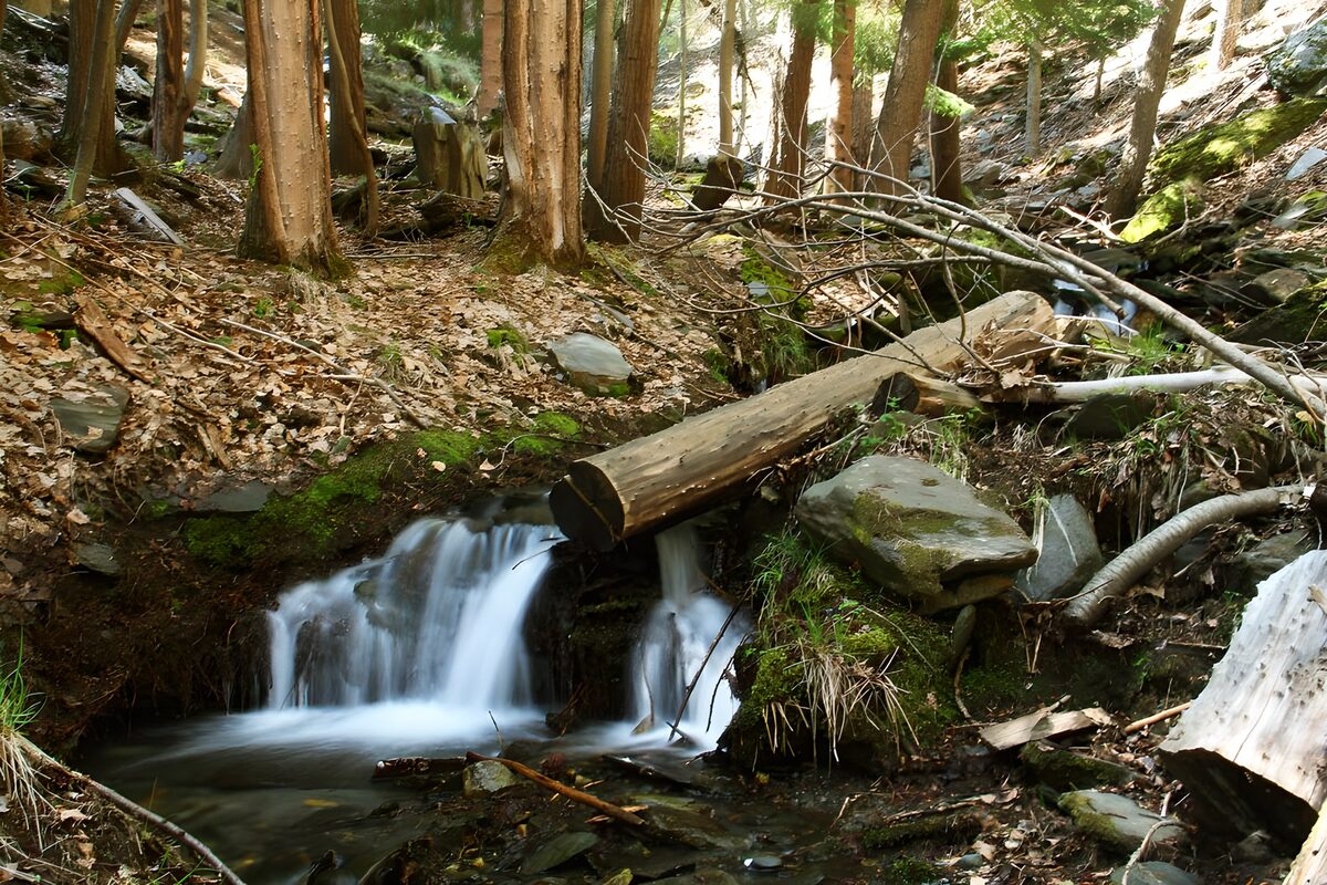 Forest stream beneath a fallen tree