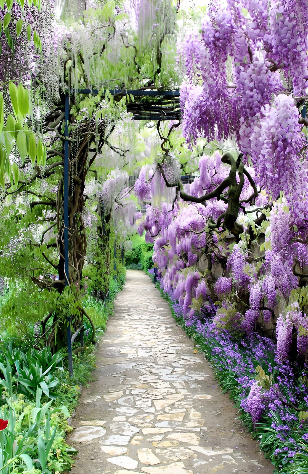 Wisteria over a secluded stone path