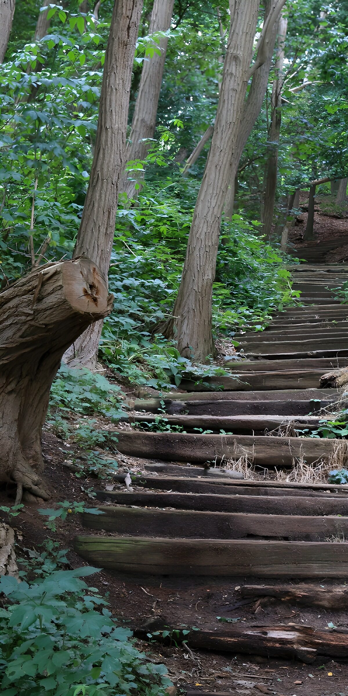 Wooden steps up a quiet woodland slope