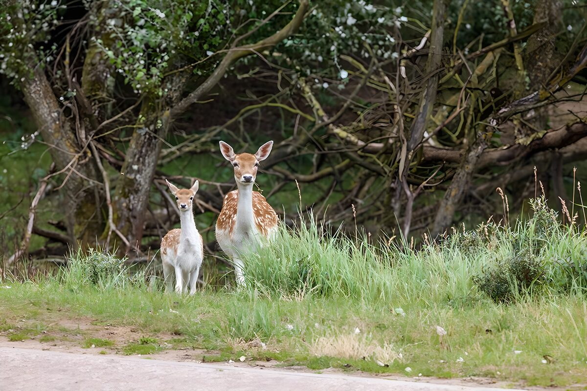 Fallow deer and fawn standing watch