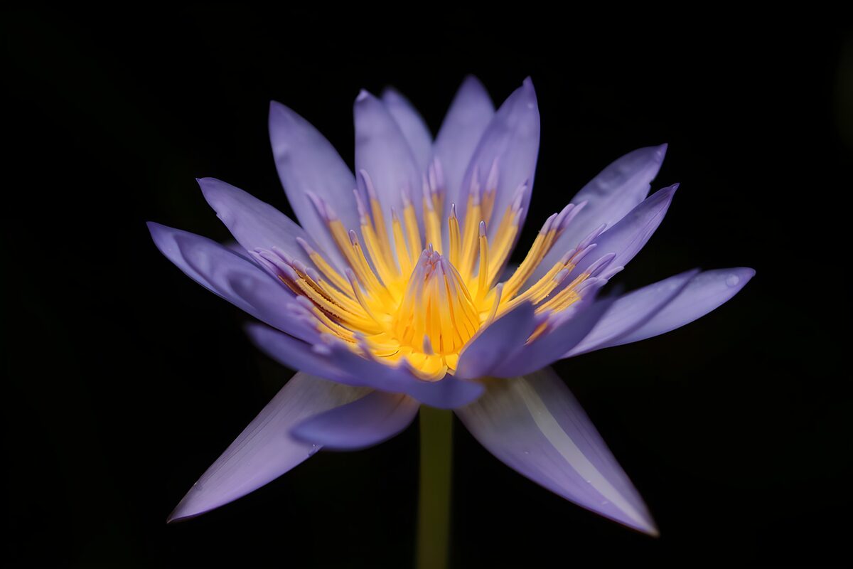Purple water lily, yellow heart