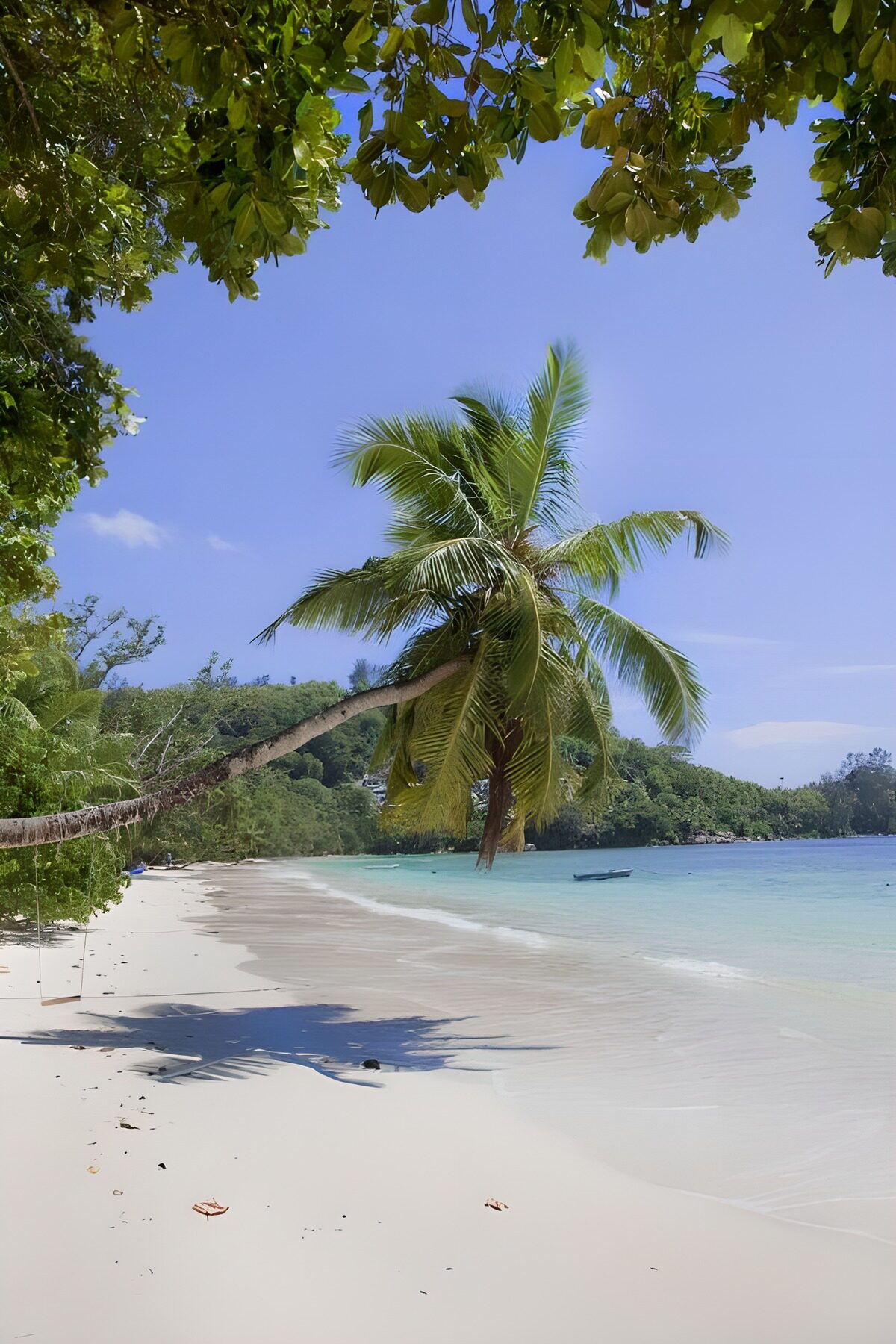Leaning palm over a quiet tropical beach
