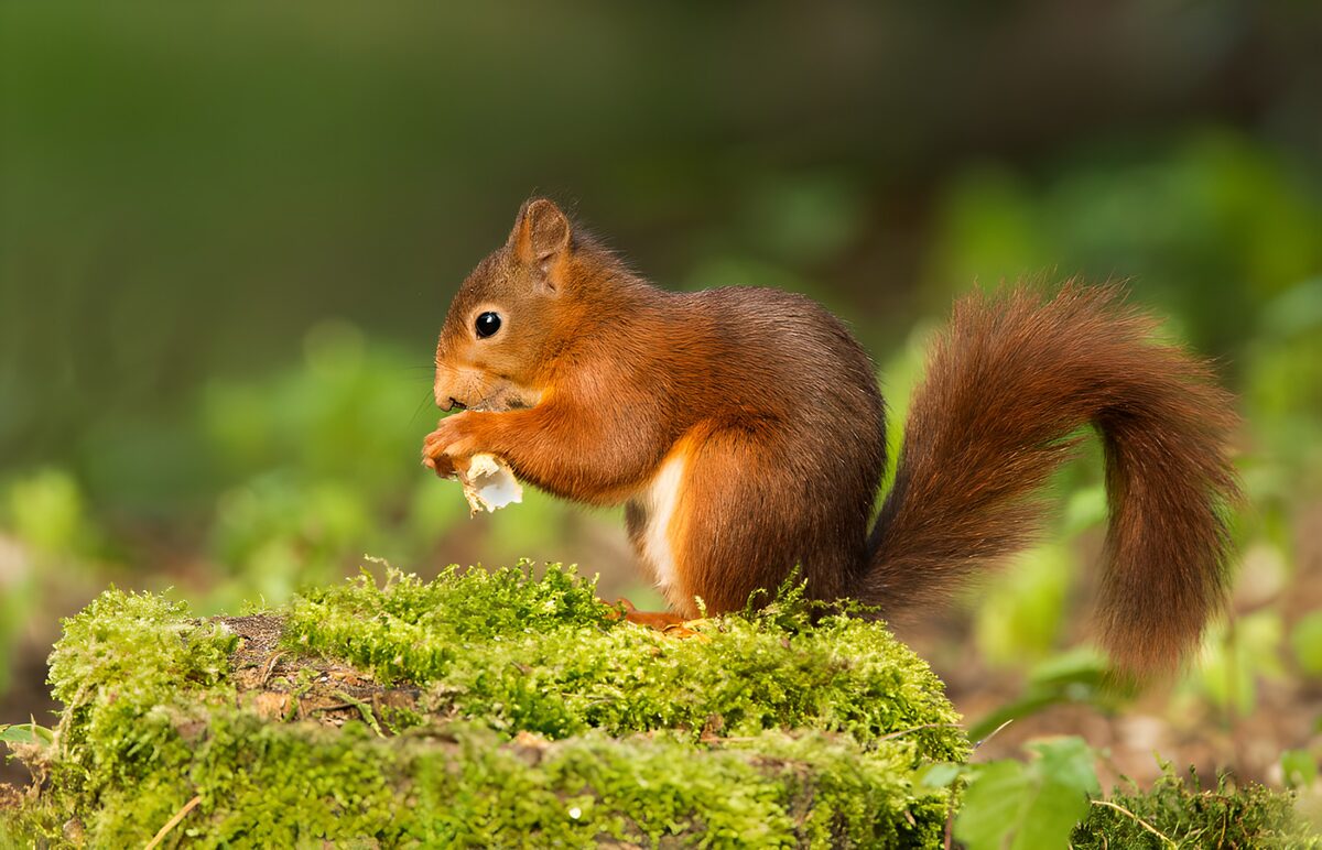 Red squirrel taking a quiet bite